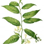 Perfumumbue