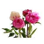 Perfumumbue